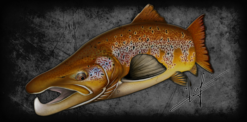 The King of Kypes, a big male Atlantic has the most pronounced and exaggerated kype out of all the salmonids. They look like a brown trout you stretched out and made to look even more menacing. Mixed Media - watercolour pencils and digital editing Original Artwork by Nick Laferriere