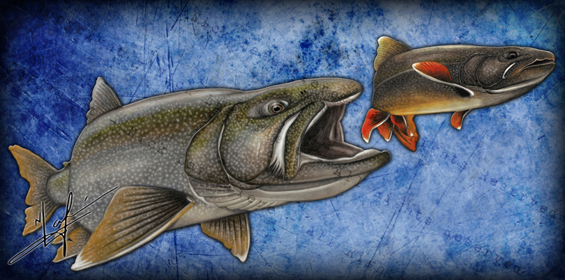 A giant "blue" chasing its favorite snack, a "butterfly" morph lake trout. Mixed media - watercolour pencils and digital editing Original Artwork by Nick Laferriere