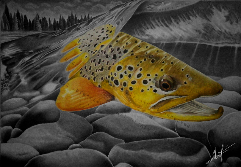 A cruising brown trout making quick work of cruising across a vulnerable shallow section to another one of its favorite hide outs. Watercolour Pencil and Graphite Pencil Original Artwork by Nick Laferriere
