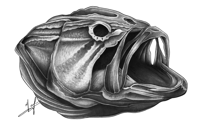 Largemouth Bass Skull Drawing small