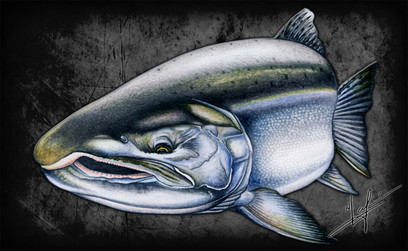 A fresh, chromed out Coho is a prize for any ocean salmon fisherman. Hard-fighting, with determined leaps, will test your gear and your wits.  Watercolour Pencils Original Artwork by Nick Laferriere