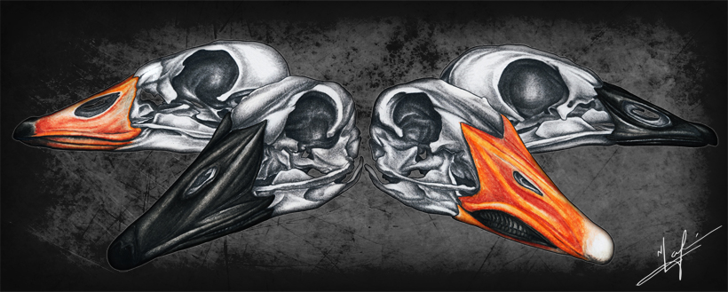 Specklebelly, Greater Canada, Snow, and Lesser Canada Original pencil artwork by Nick Laferriere