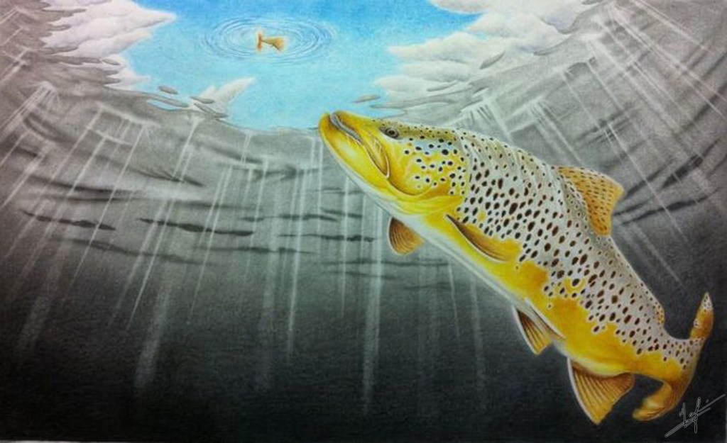 Dry fly fishing can be exciting but requires a lot of patience. Sometimes everything works out and you get a fish to rise to your fly. This however is the moment of truth. Whether you're going to fool the fish or you'll get a harsh refusal. 