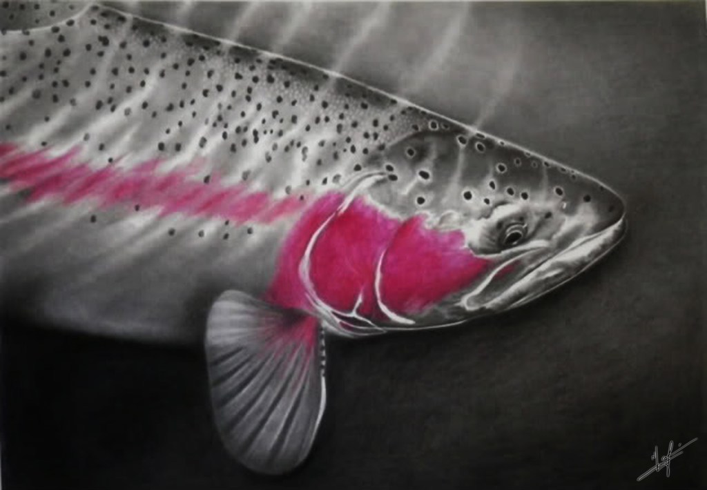 A big, 27" rainbow being revived and released to swim another day. I'm a strong believer in catch and release, and with trout especially it's important to take a few extra seconds to make sure the fish is revived properly and is able to swim off. It's all our responsibility to ensure the fish we catch get treated with respect and are given the best chance to survive.  Watercolour pencil and Graphite pencil Original Artwork by Nick Laferriere 