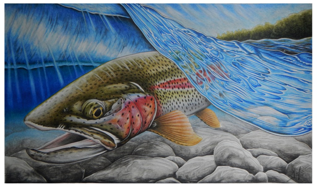 Rainbow Trout Stamp - Nick Laferriere