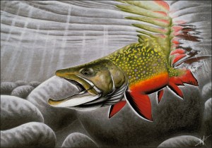 Brook Trout Nick Laferriere