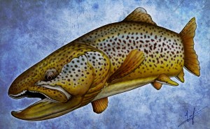Brown Trout Nick Laferriere