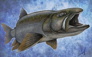 Lake Trout Nick Laferriere