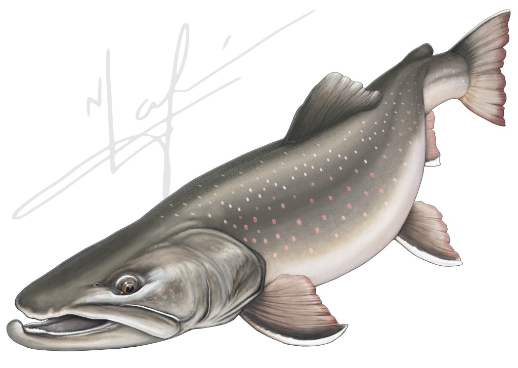 Columbia River Bull Trout drawing