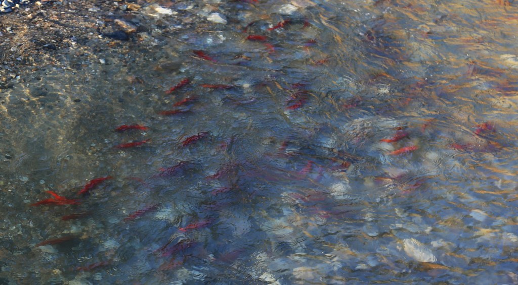 kokanee salmon.jpg