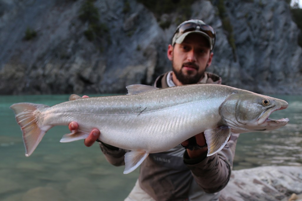 columbia river bull trout