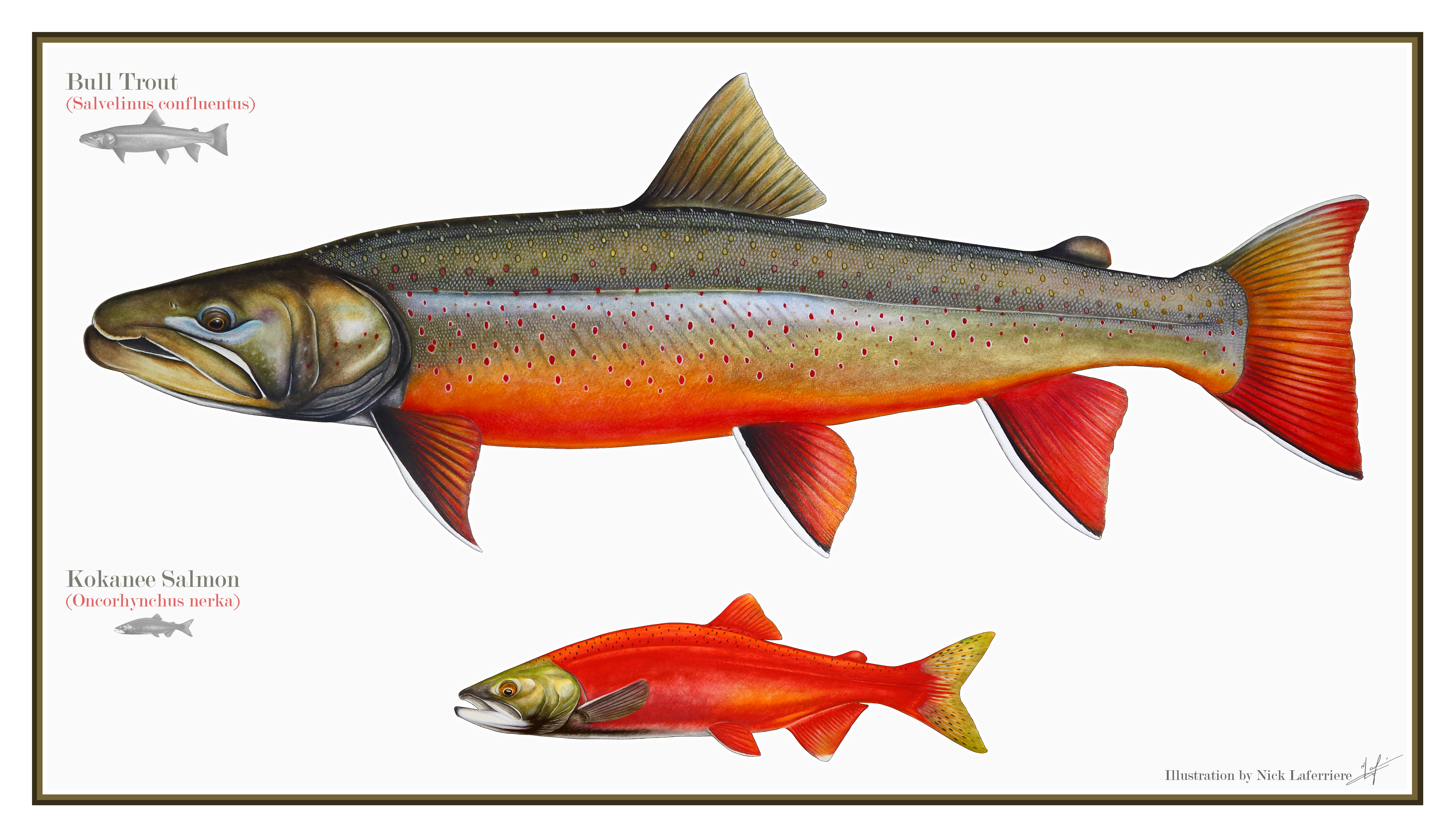 spawning bull trout and kokanee300.jpg