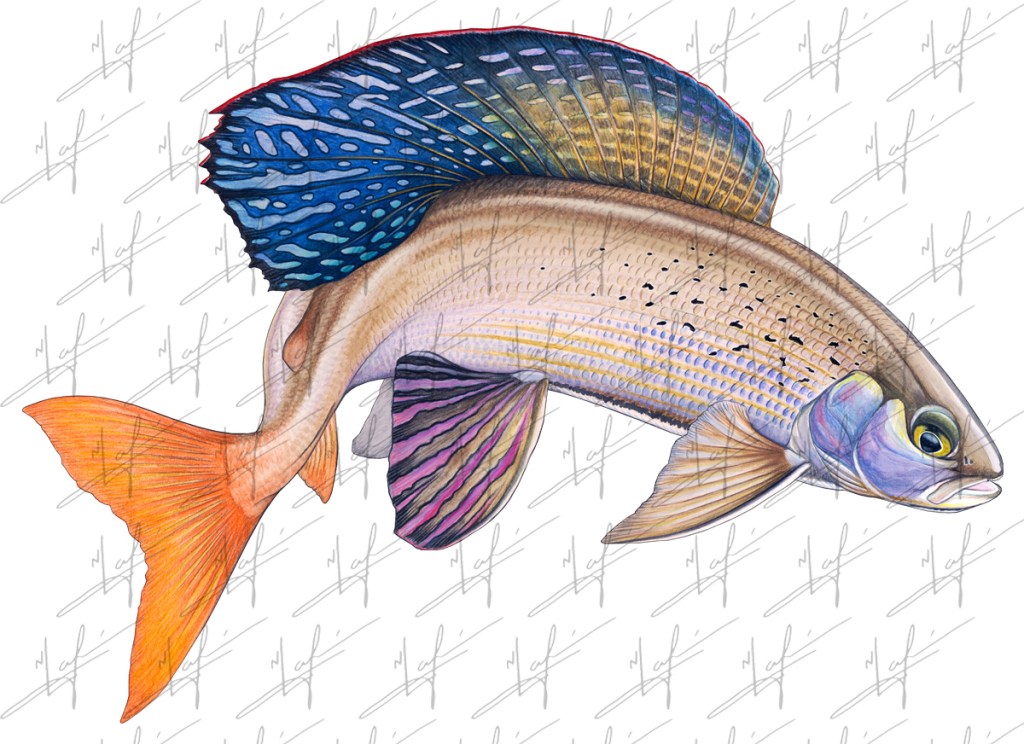 Arctic Grayling Illustration