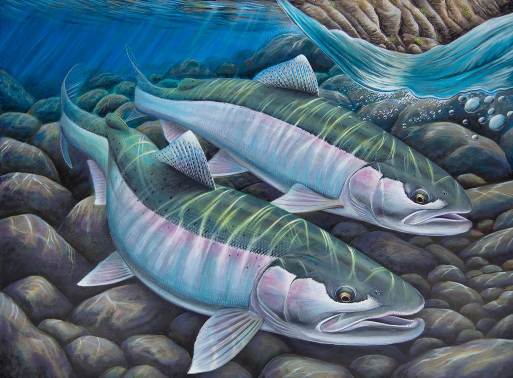 Thompson River Steelhead Painting